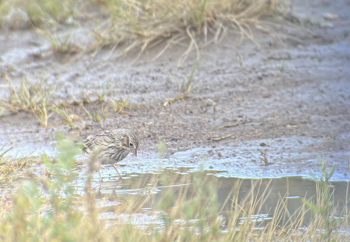 Vesper Sparrow - ML640986517