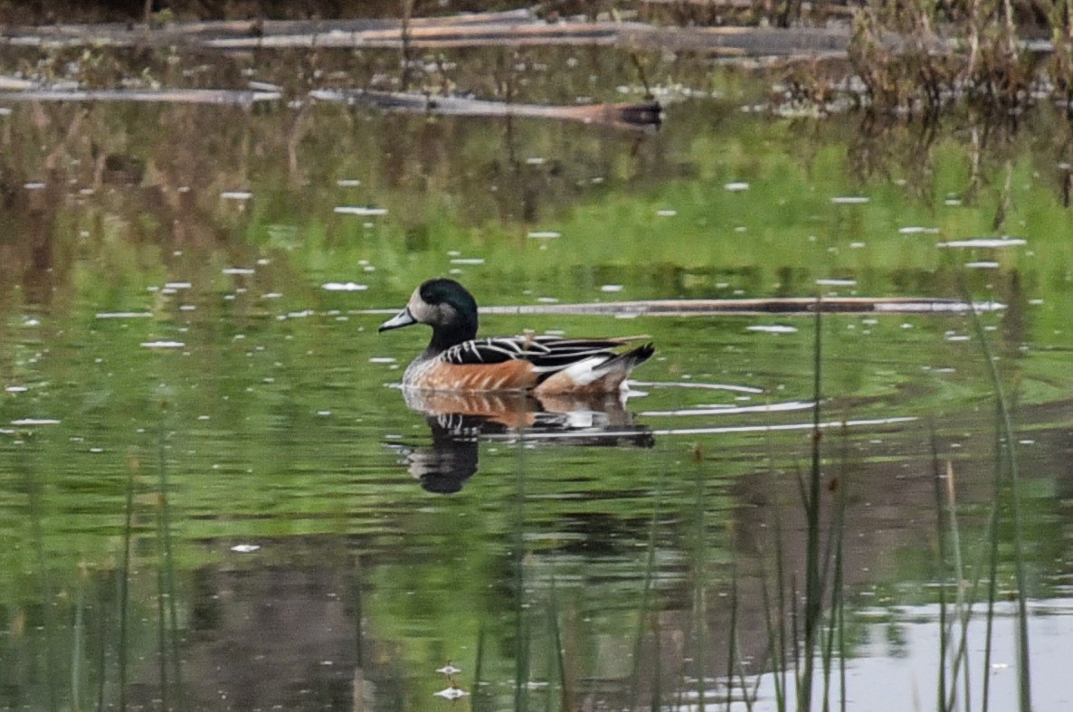 Chiloe Wigeon - ML640986531