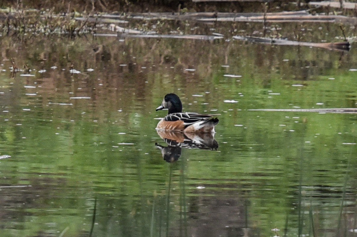 Chiloe Wigeon - ML640986532