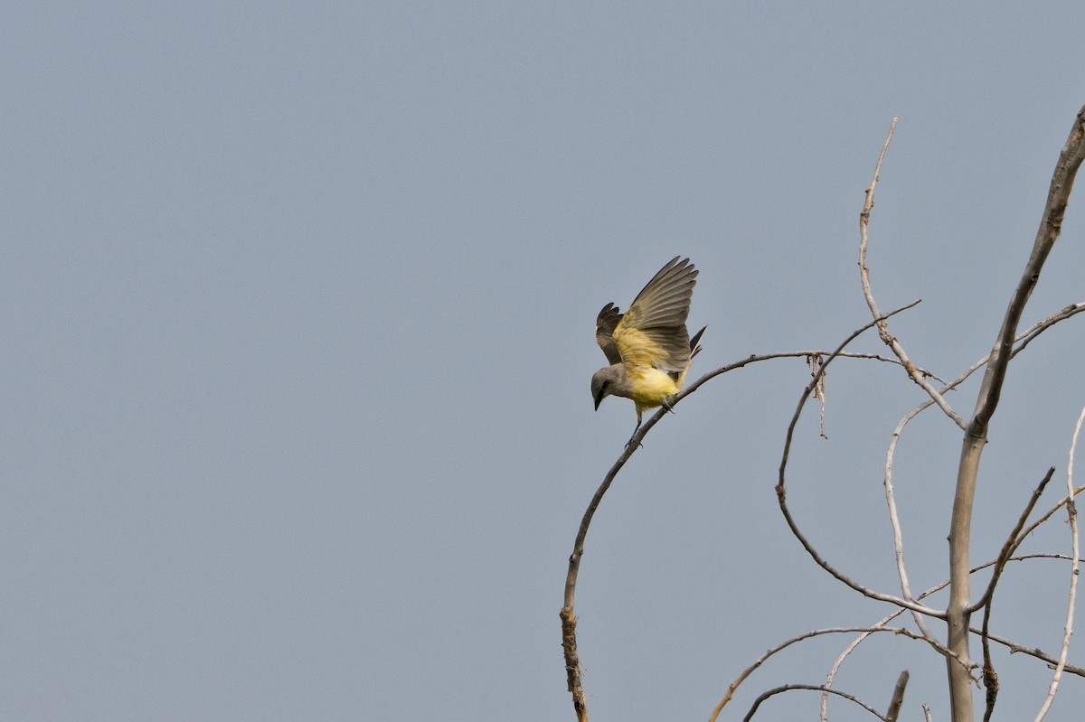 Western Kingbird - ML640986550