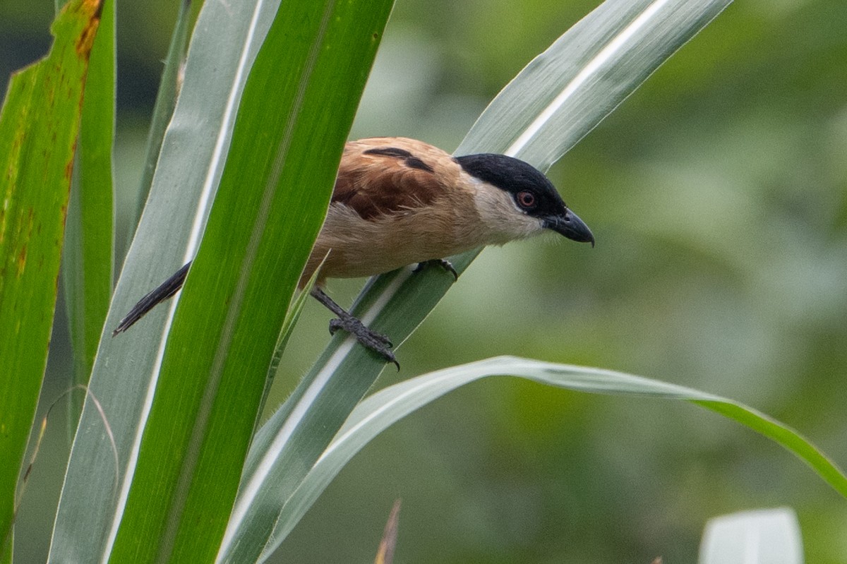 Marsh Tchagra - ML640986562