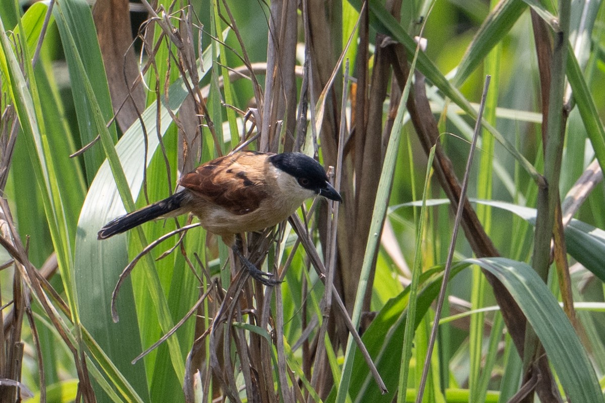 Marsh Tchagra - ML640986569