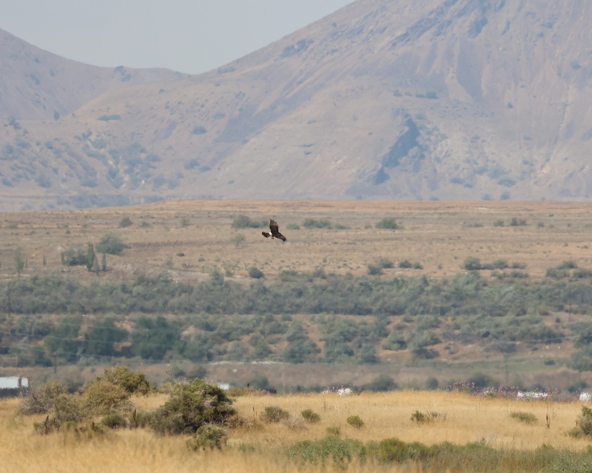 Northern Harrier - ML640986586