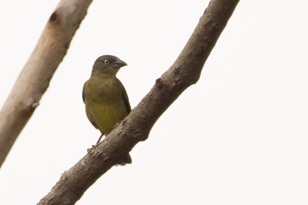 Vieillot's Black Weaver - ML640986599