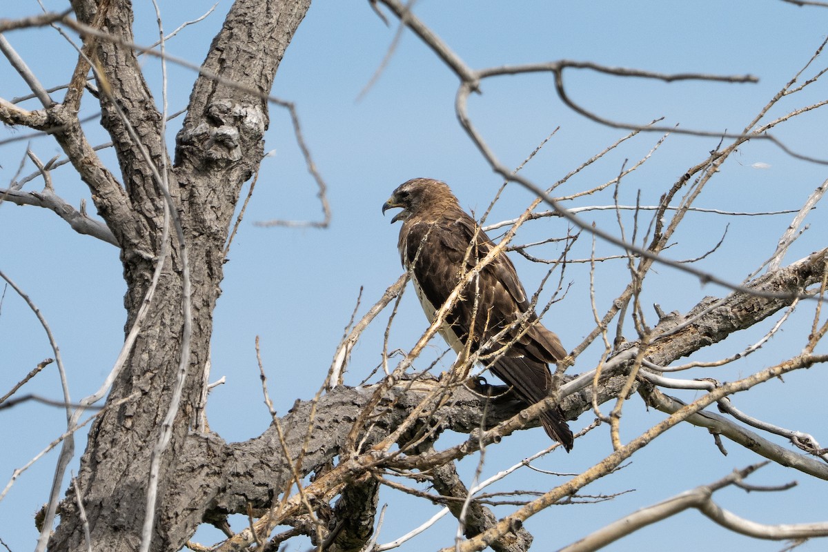Swainson's Hawk - ML640986637