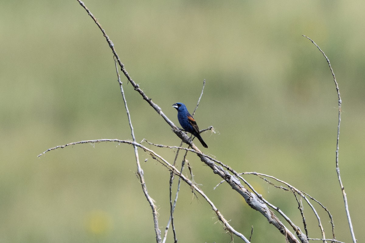 Blue Grosbeak - ML640986659