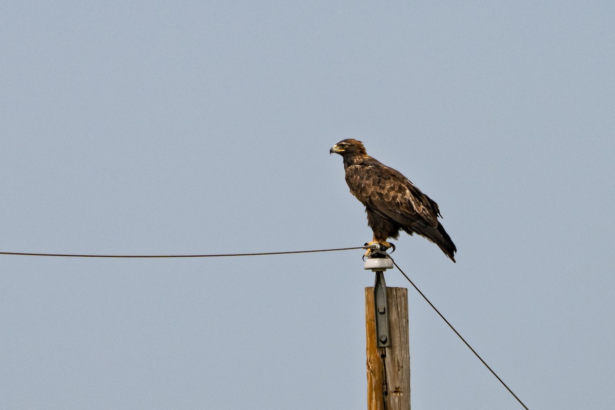 Цармын бүргэд - ML640986681