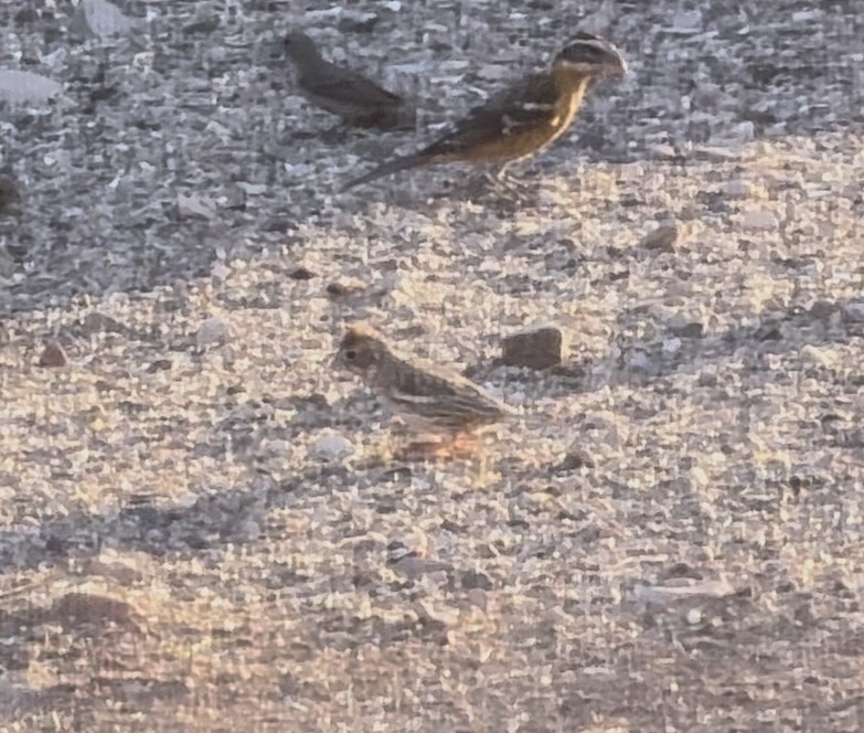 Lark Bunting - ML640986701