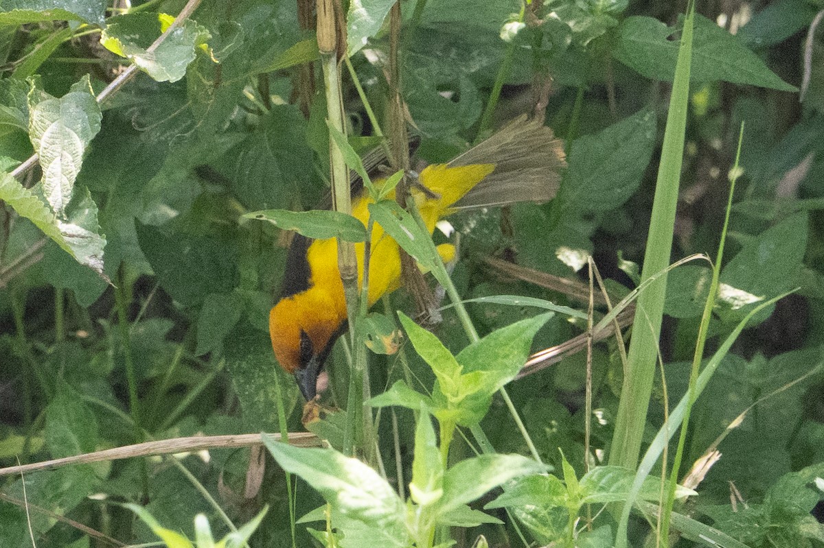 Black-necked Weaver - ML640986710