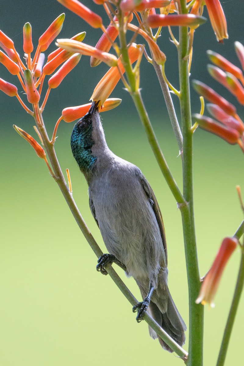 Green-headed Sunbird - ML640986748