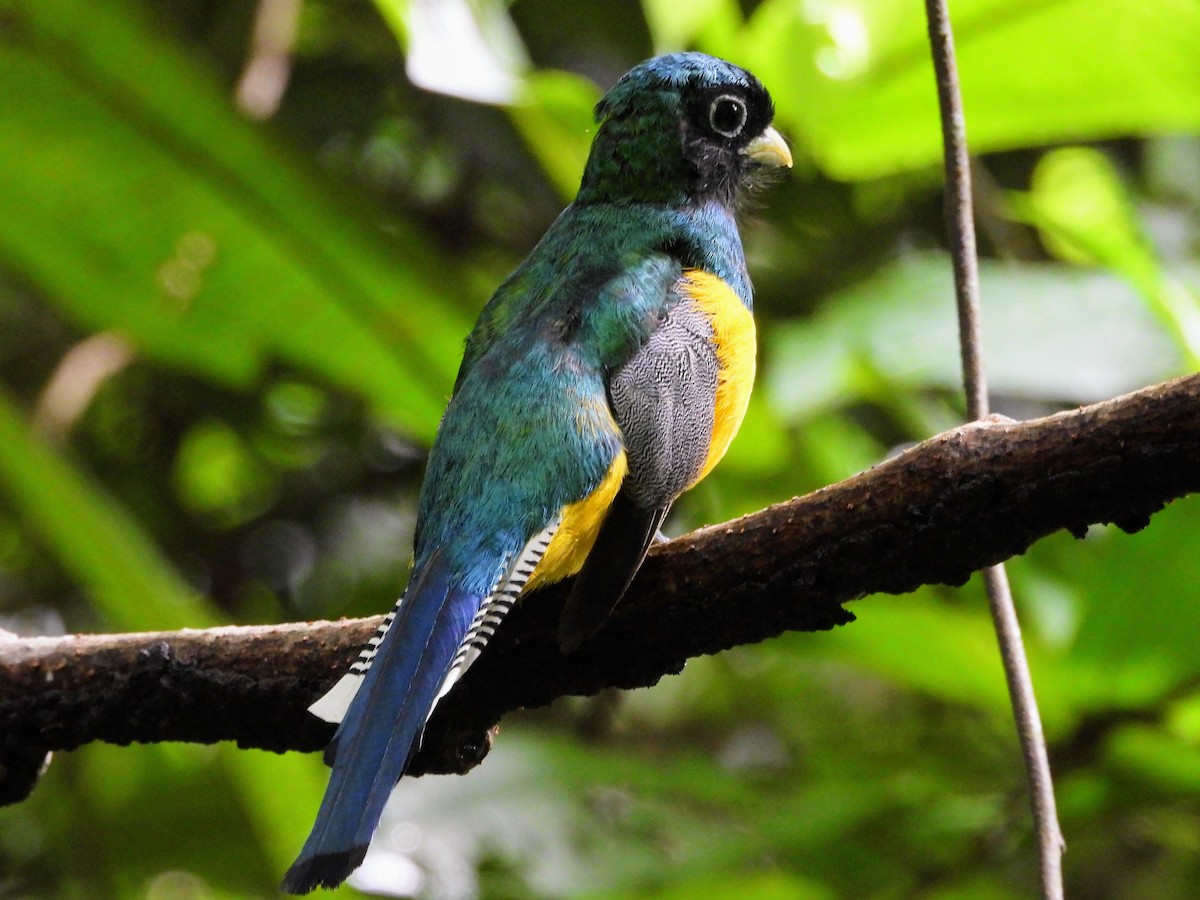 trogon modroocasý - ML640986749