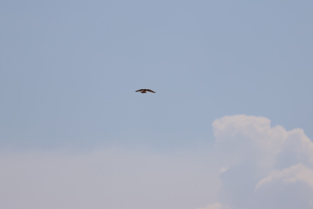 American Kestrel - ML640986753