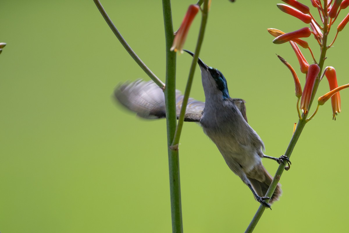 Green-headed Sunbird - ML640986754