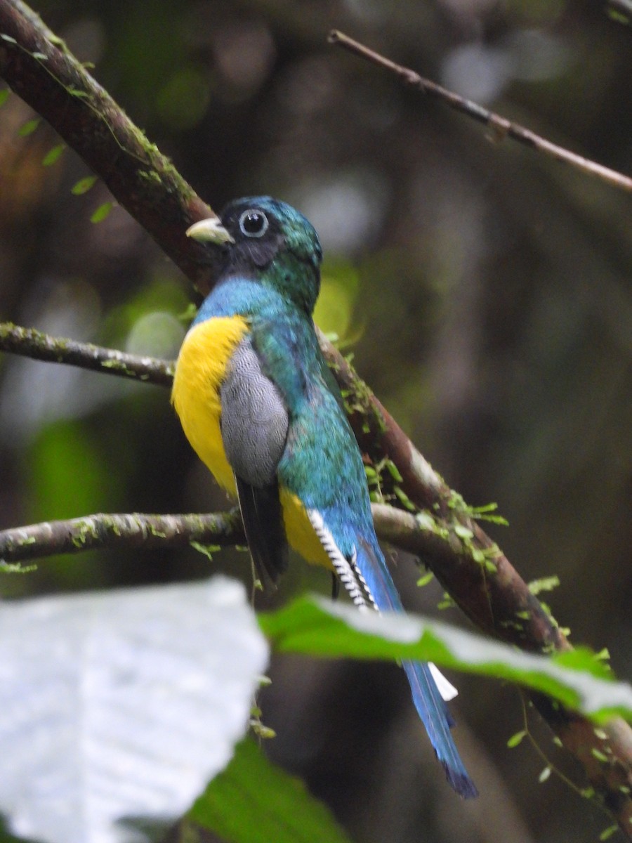 trogon modroocasý - ML640986756