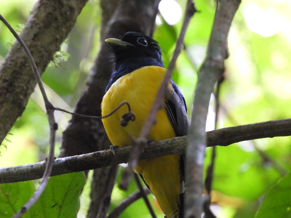 trogon modroocasý - ML640986766