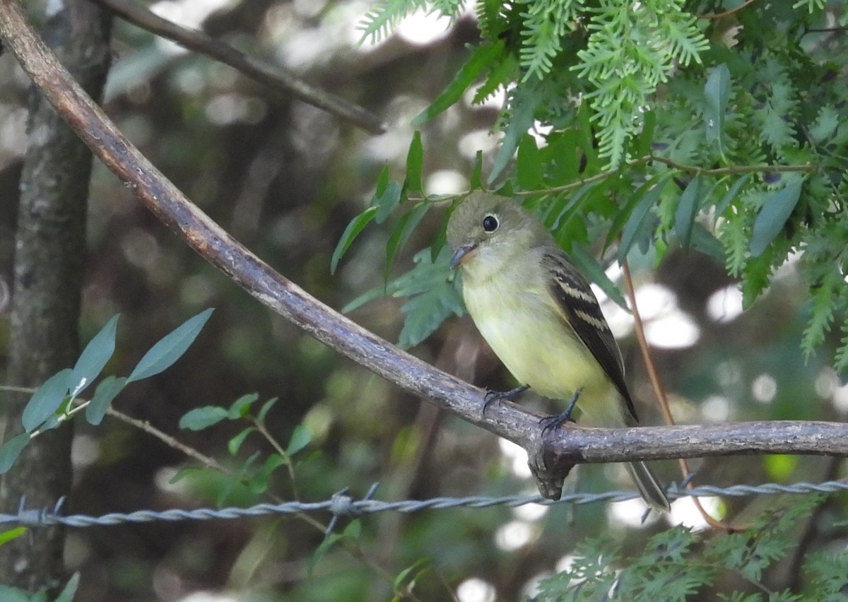 Acadian Flycatcher - ML640986773
