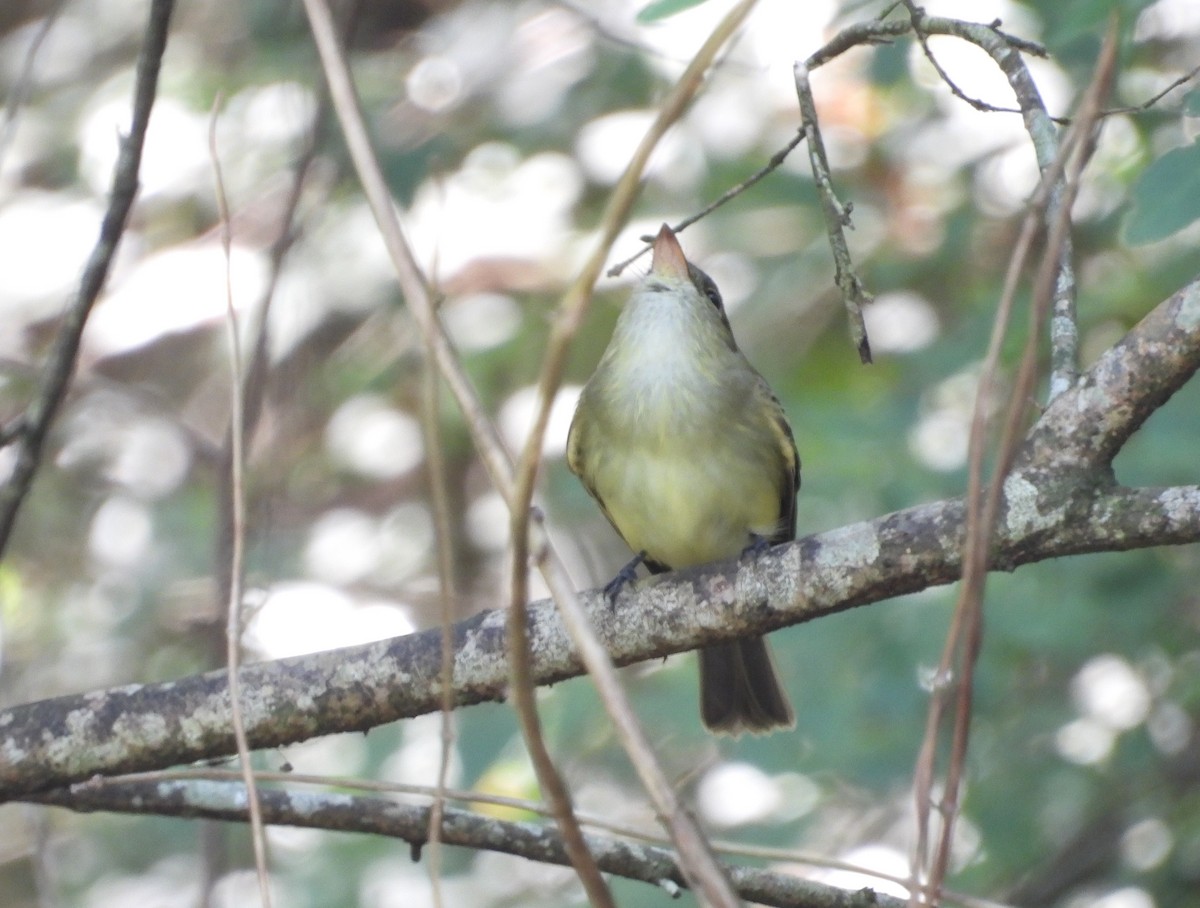 Acadian Flycatcher - ML640986774