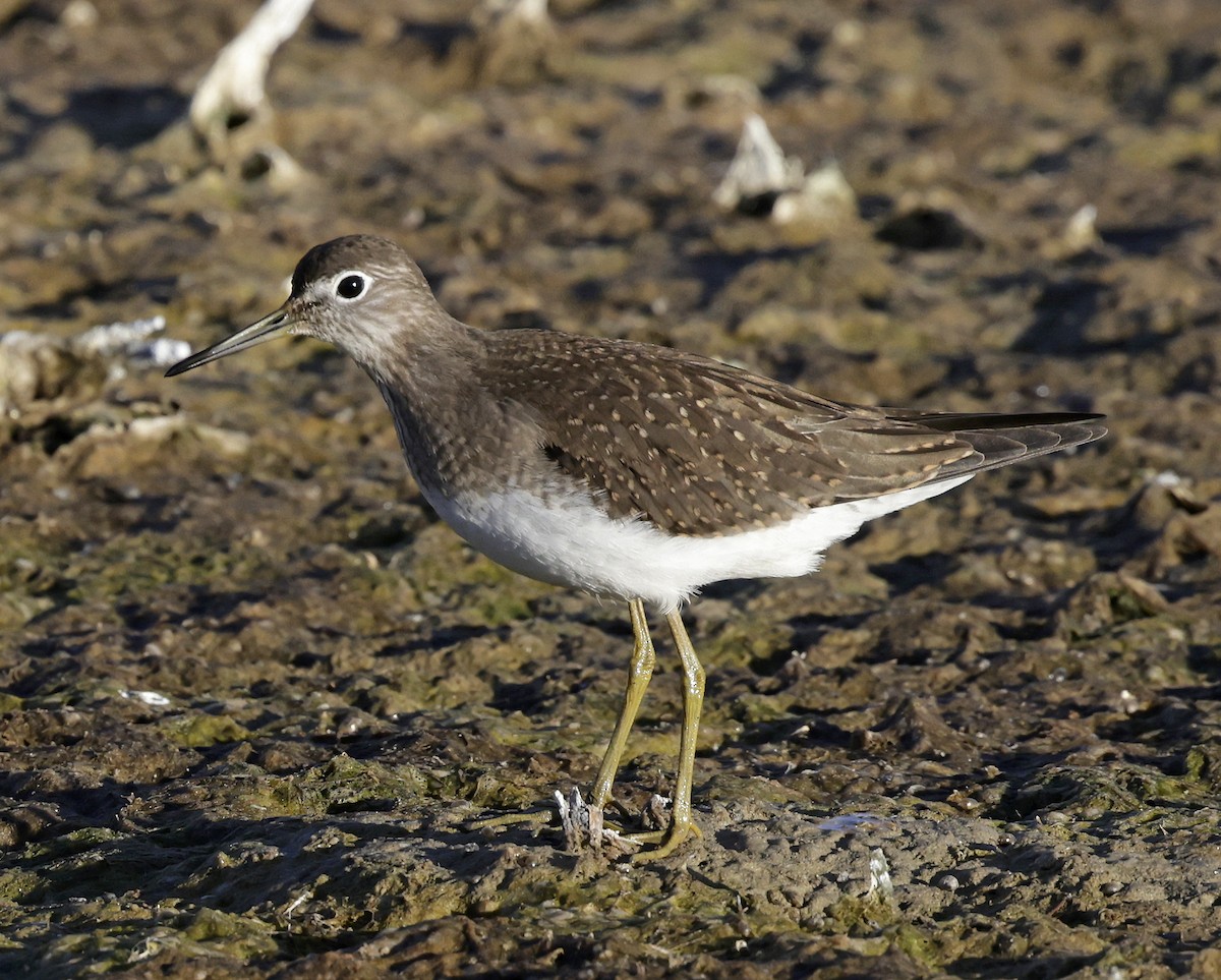 vodouš samotářský (ssp. cinnamomea) - ML640986786