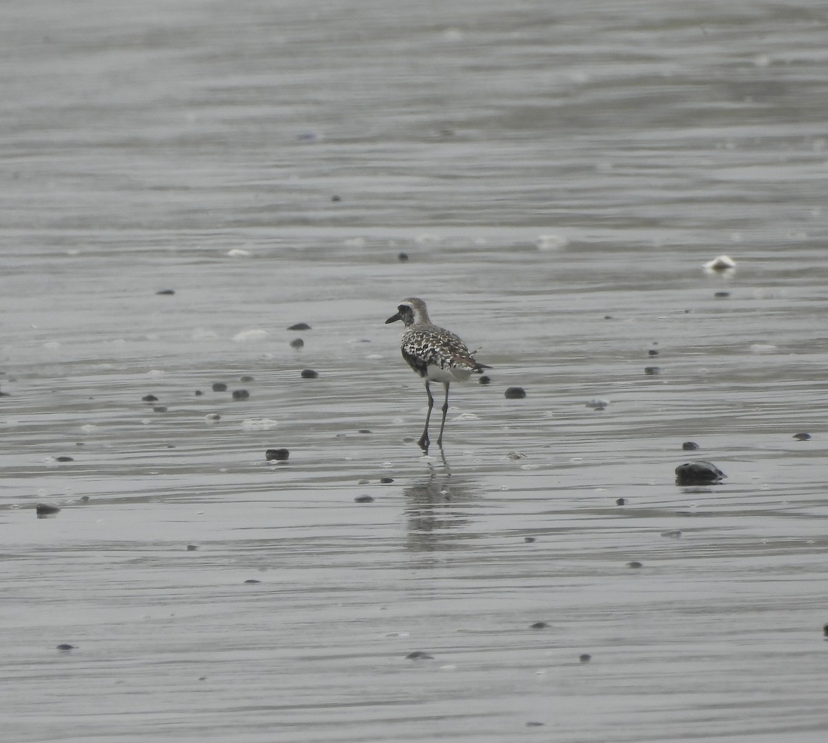 Black-bellied Plover - ML640986801
