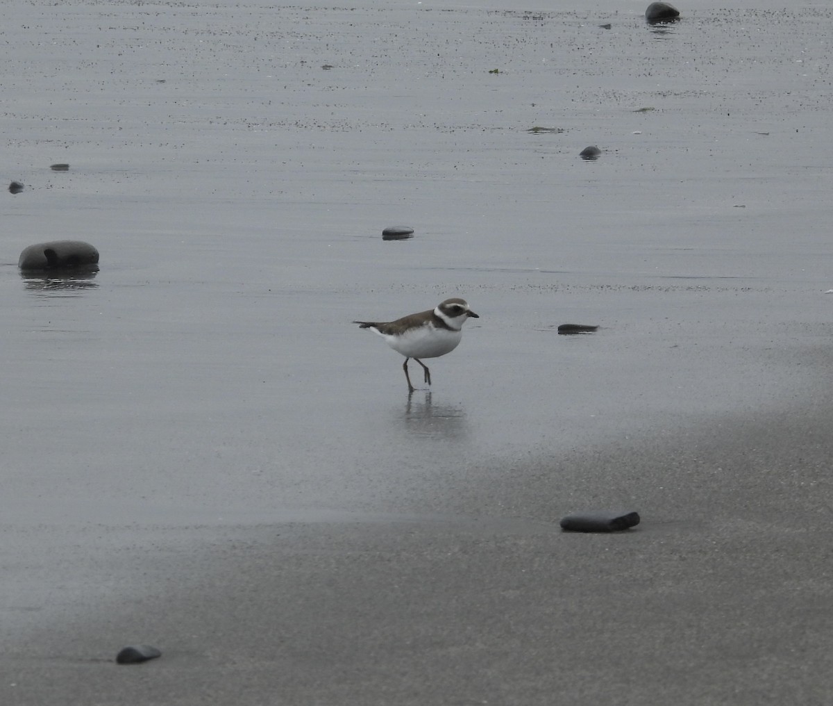 Semipalmated Plover - ML640986809