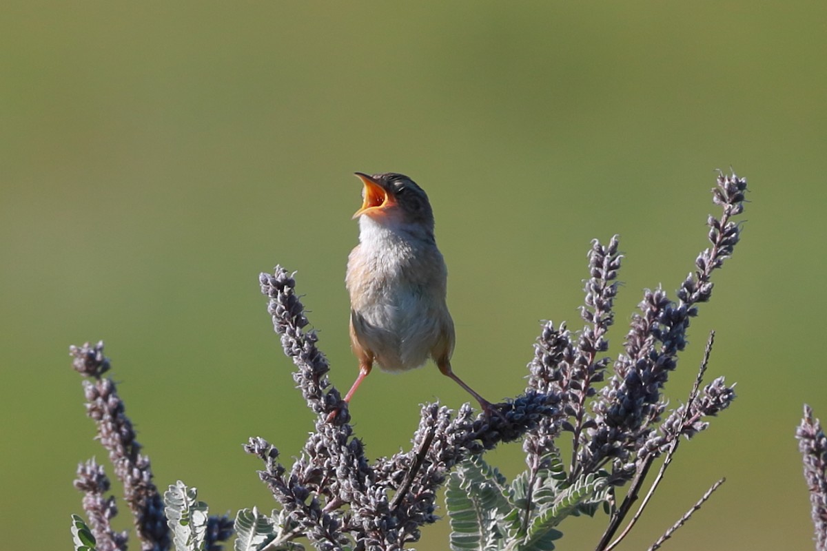 Sedge Wren - ML640986818