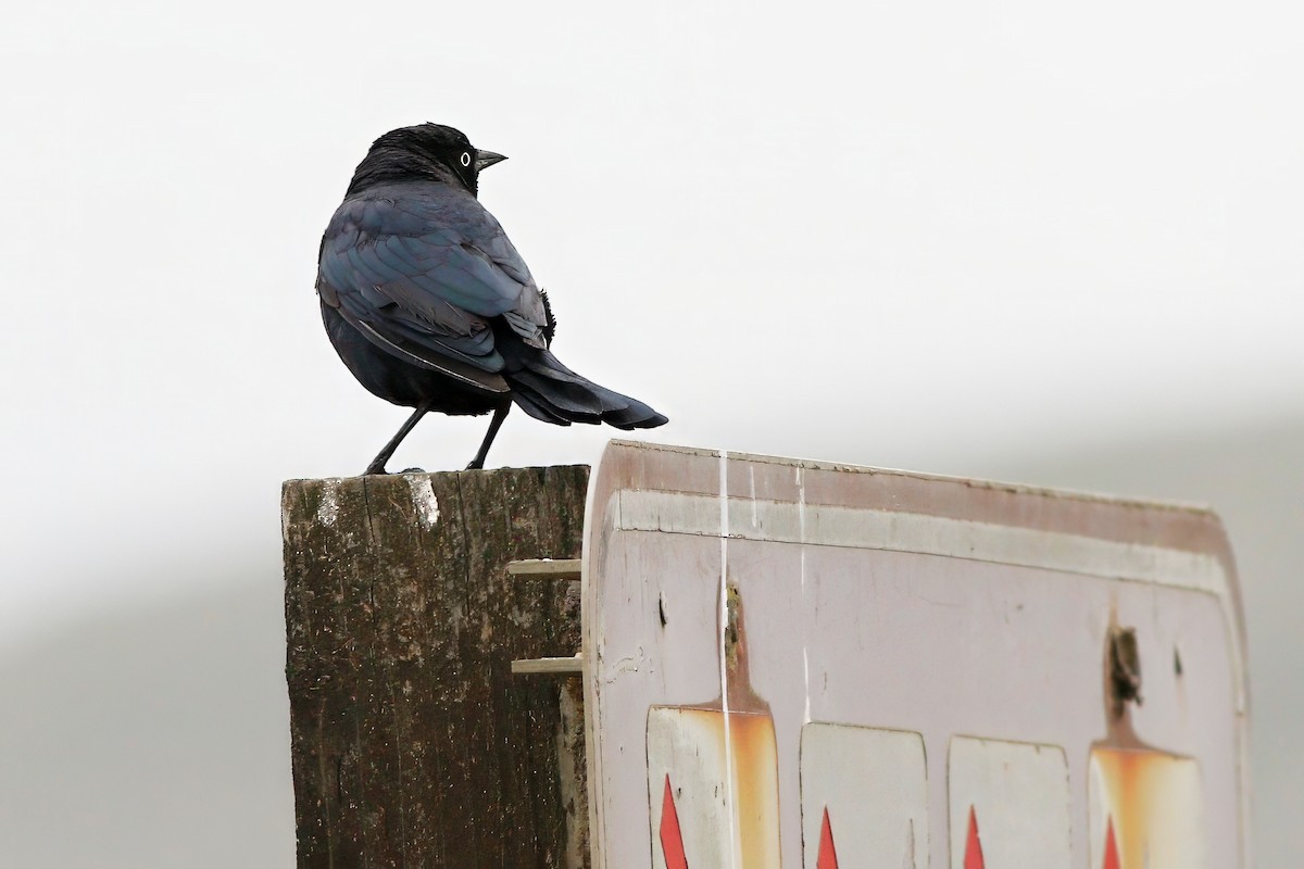 Brewer's Blackbird - ML640986840