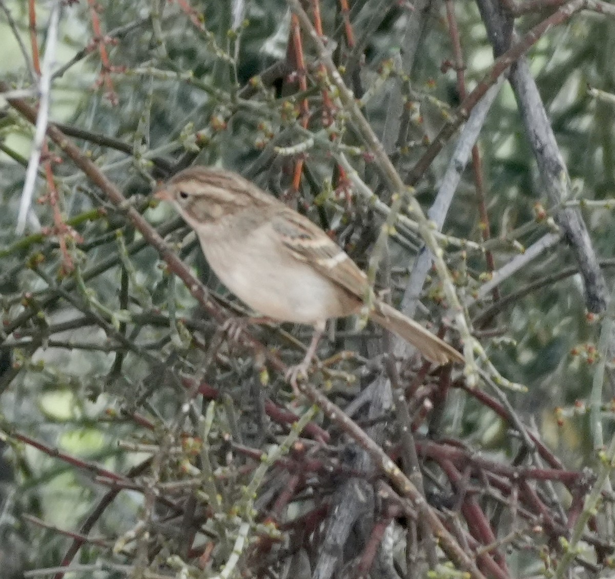 Brewer's Sparrow - ML640986875