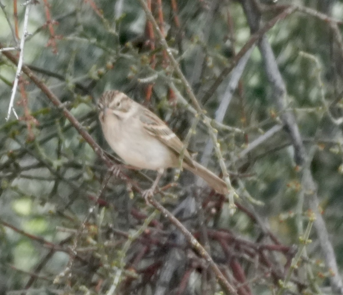 Brewer's Sparrow - ML640986876