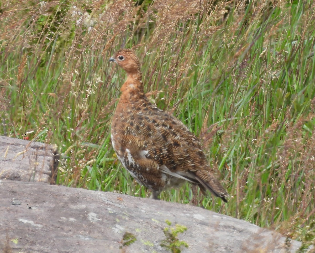 Willow Ptarmigan - ML640986905