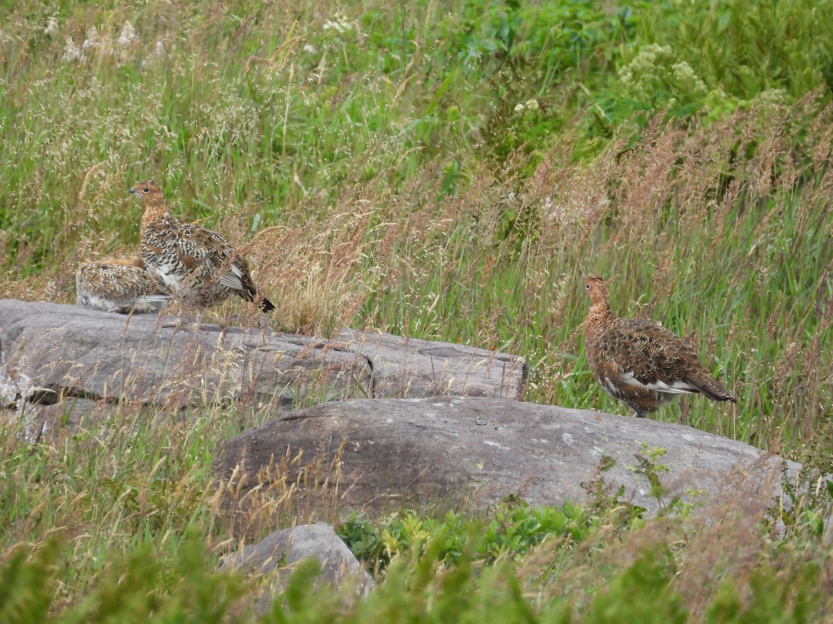 Willow Ptarmigan - ML640986906