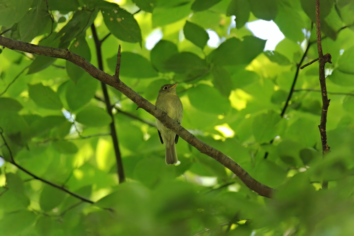 Yellow-bellied Flycatcher - ML640986958