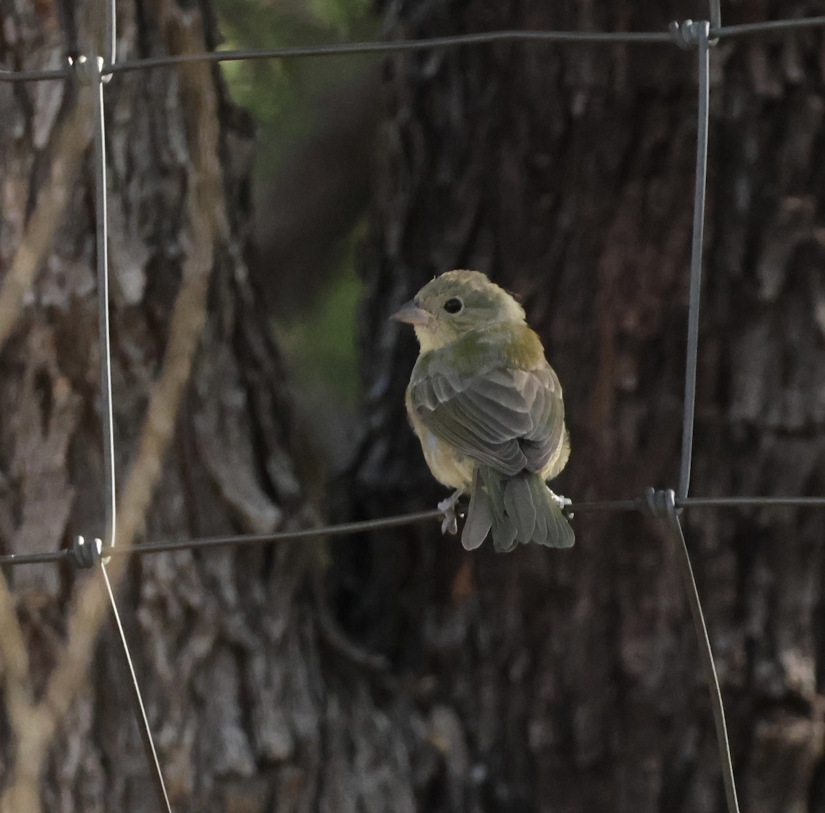 Painted Bunting - ML640987014