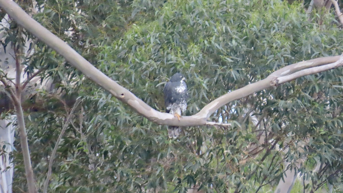 Black Goshawk - ML640987030