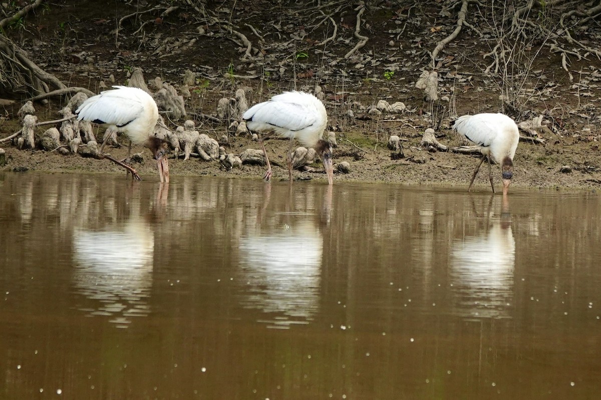 Wood Stork - ML640987042