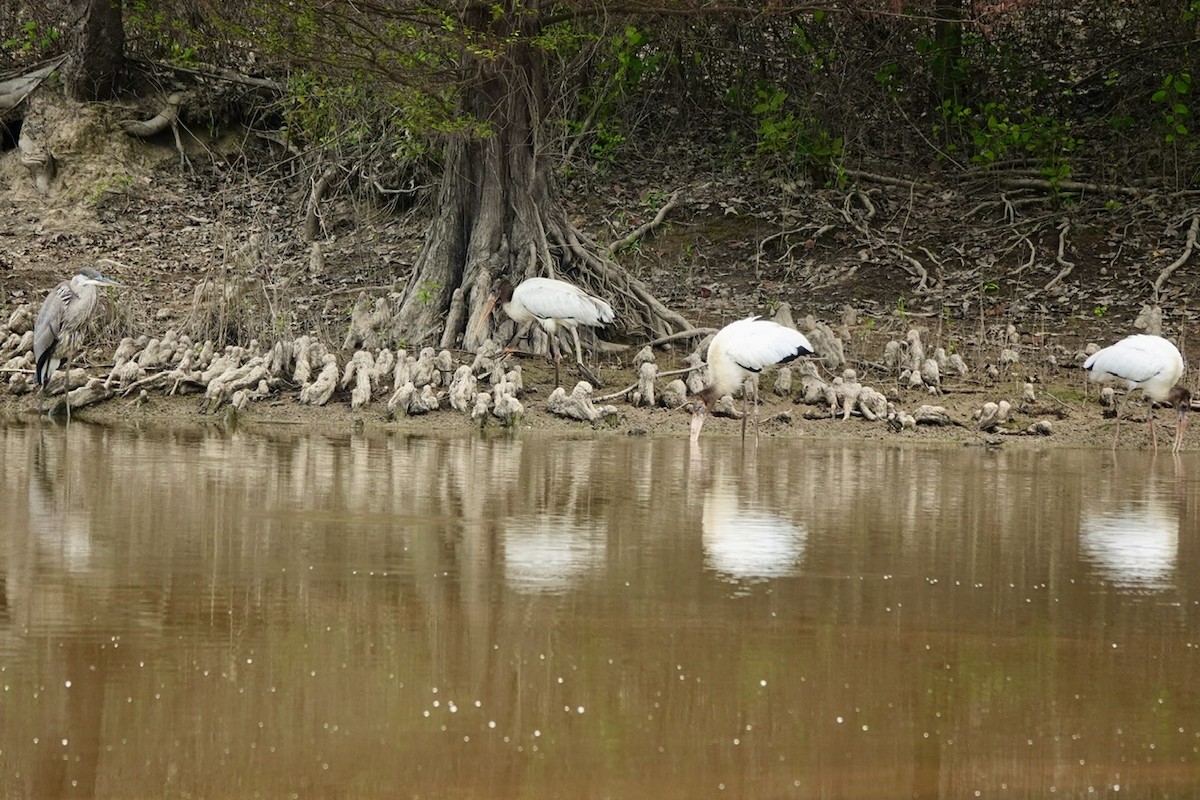 Wood Stork - ML640987043