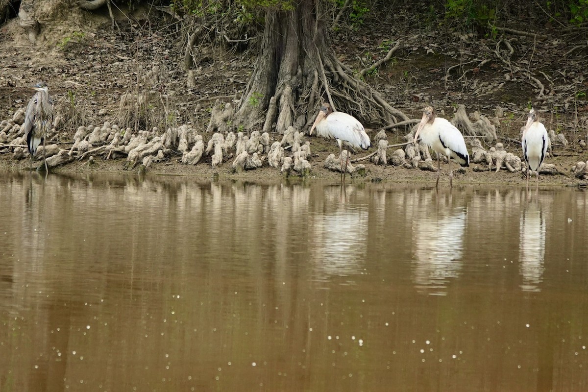 Wood Stork - ML640987045
