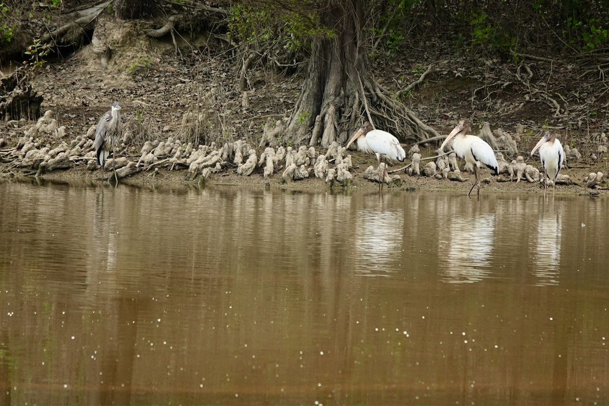 Wood Stork - ML640987046
