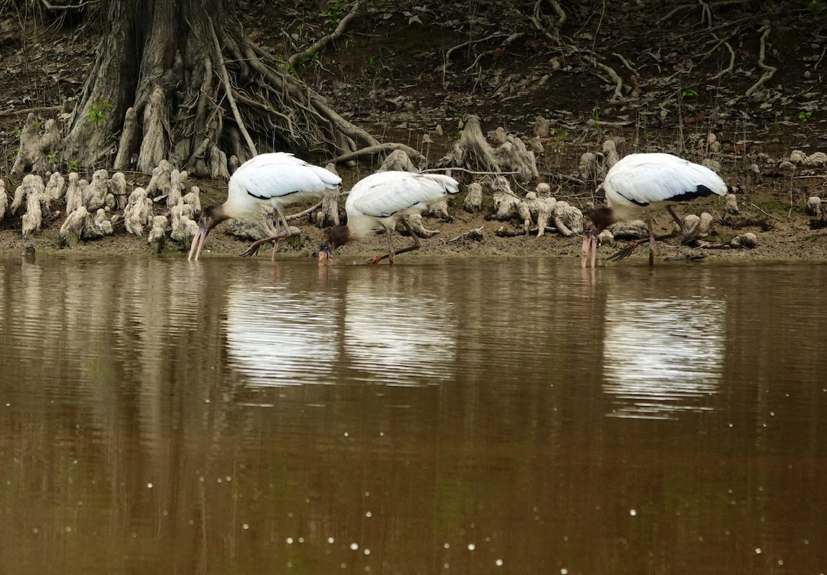 Wood Stork - ML640987047