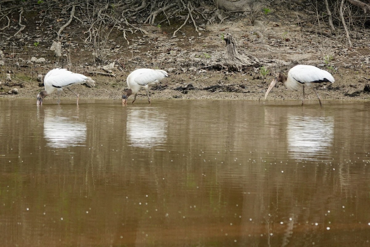 Wood Stork - ML640987048