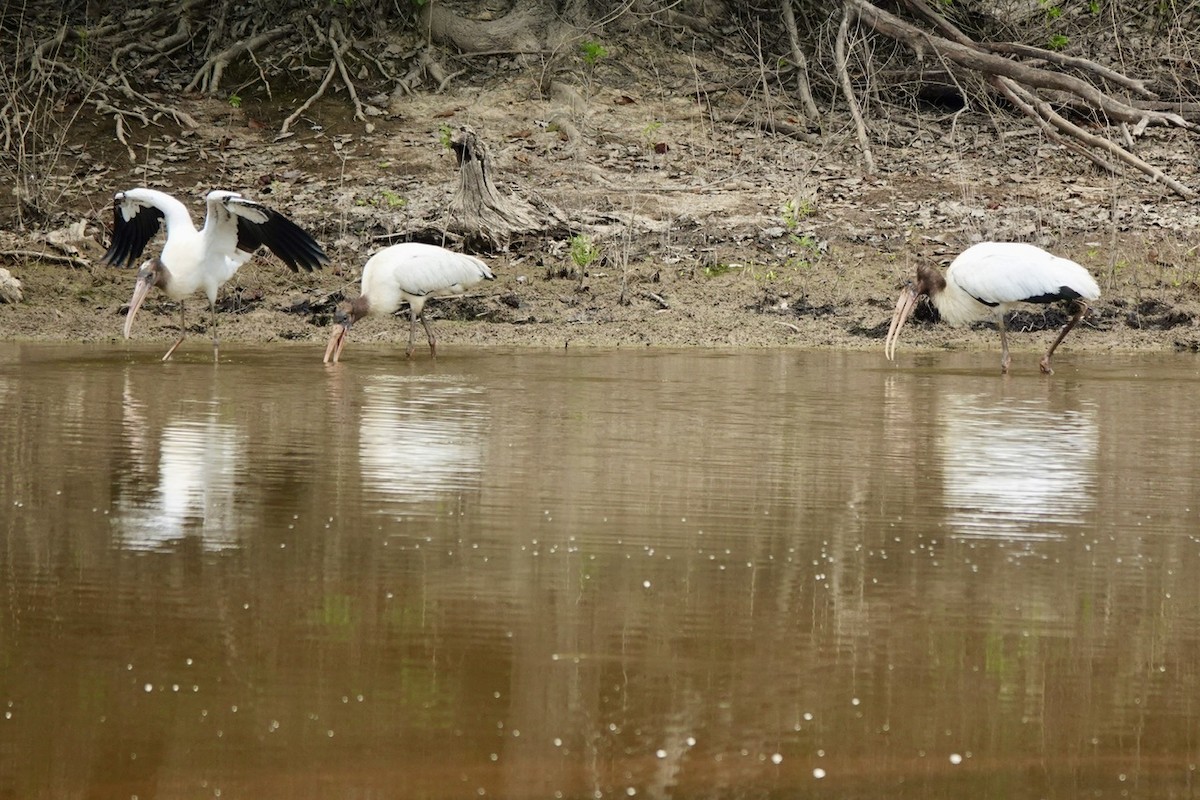 Wood Stork - ML640987049