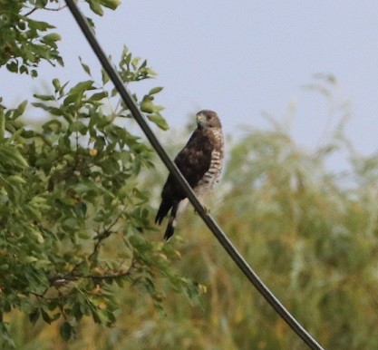Red-tailed Hawk - ML640987056