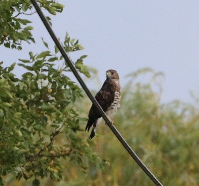 Red-tailed Hawk - ML640987057