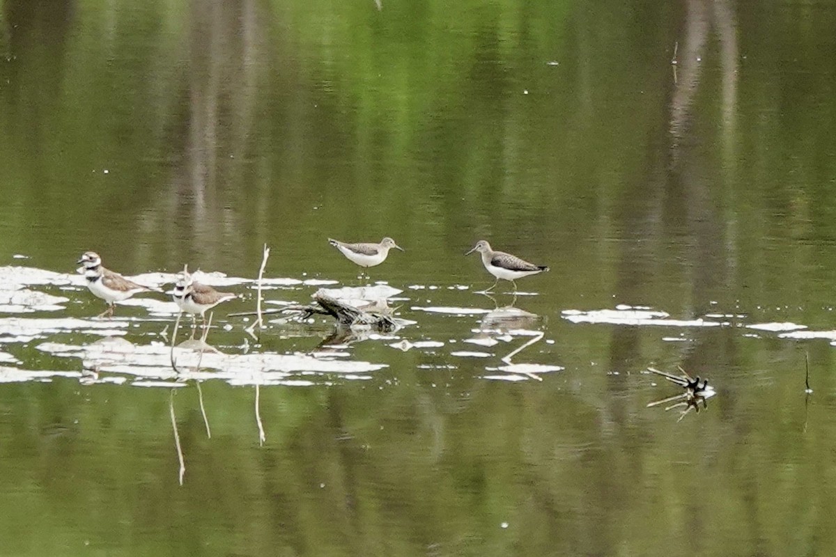 Solitary Sandpiper - ML640987074