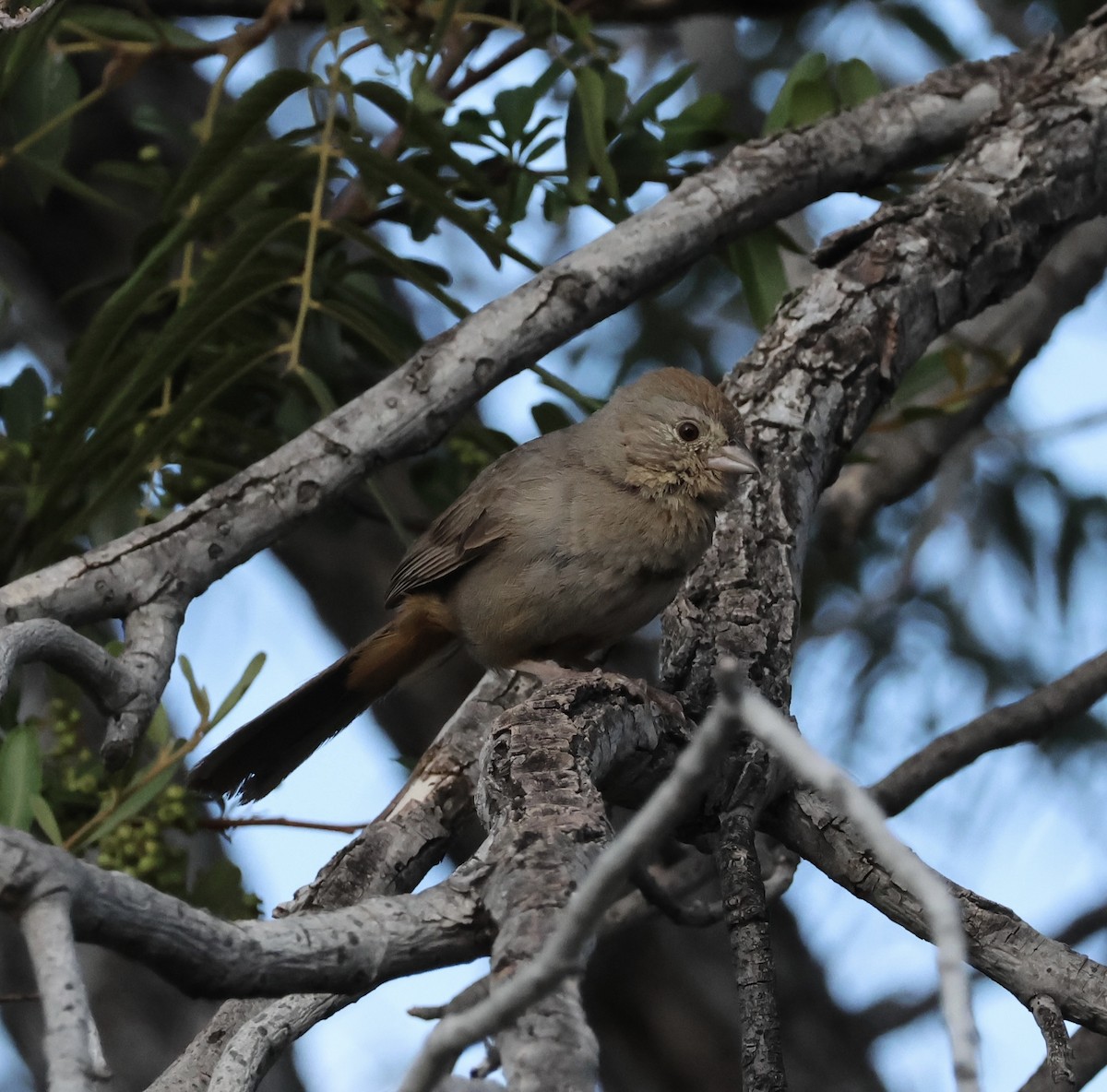 Canyon Towhee - ML640987090