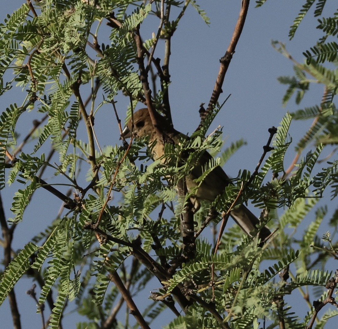 Blue Grosbeak - ML640987101