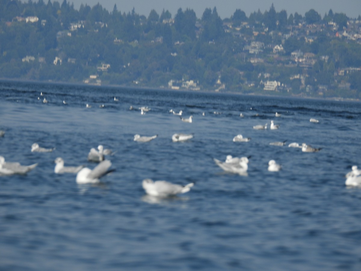 Bonaparte's Gull - ML640987102