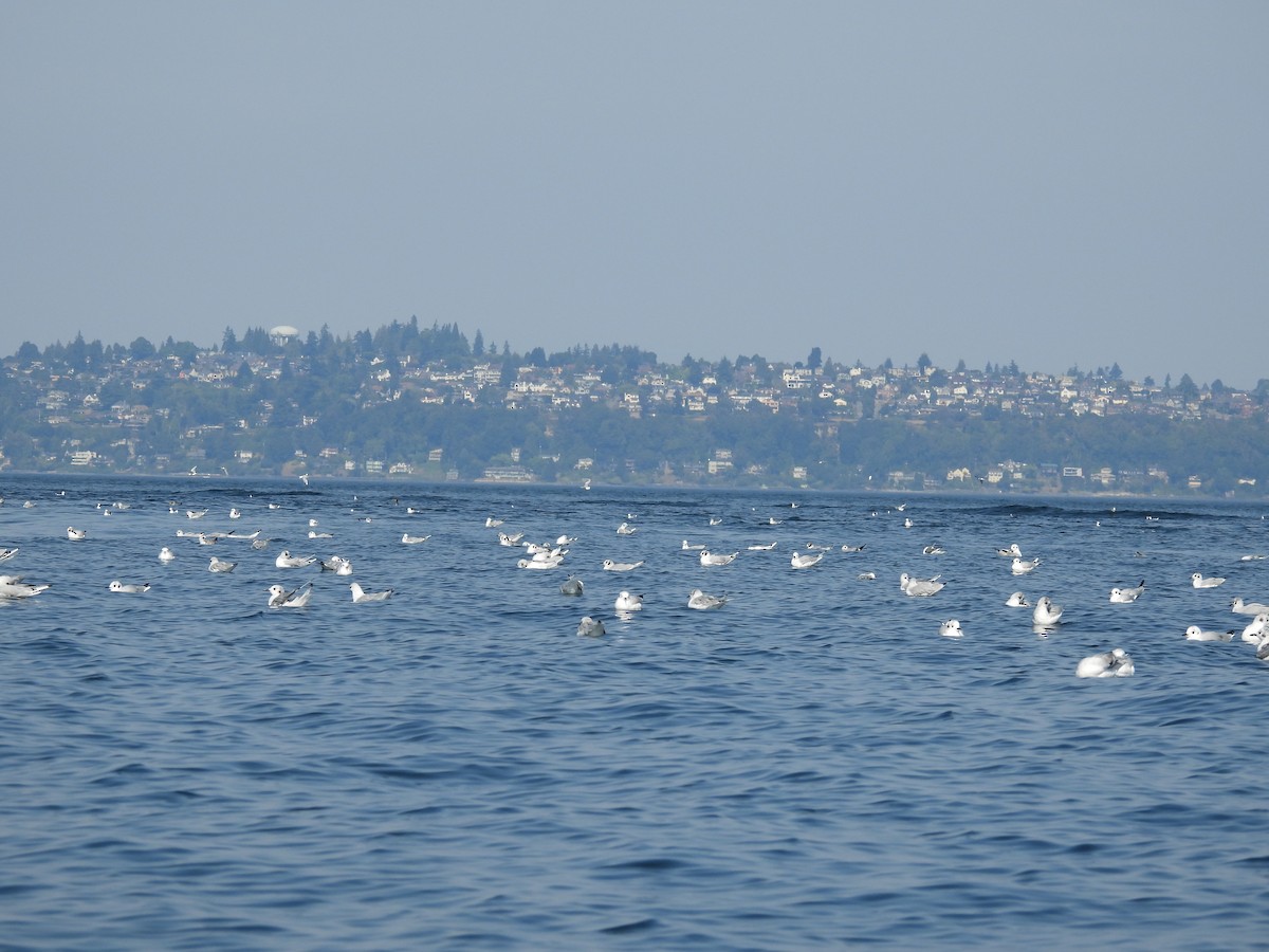 Bonaparte's Gull - ML640987103