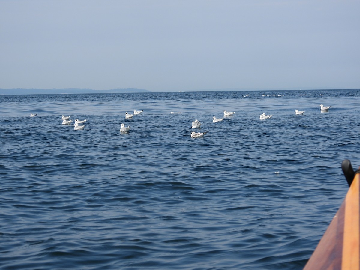 Bonaparte's Gull - ML640987104