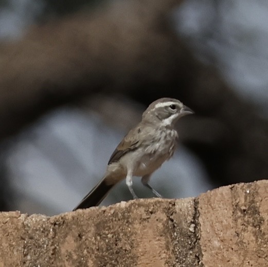 Black-throated Sparrow - ML640987115