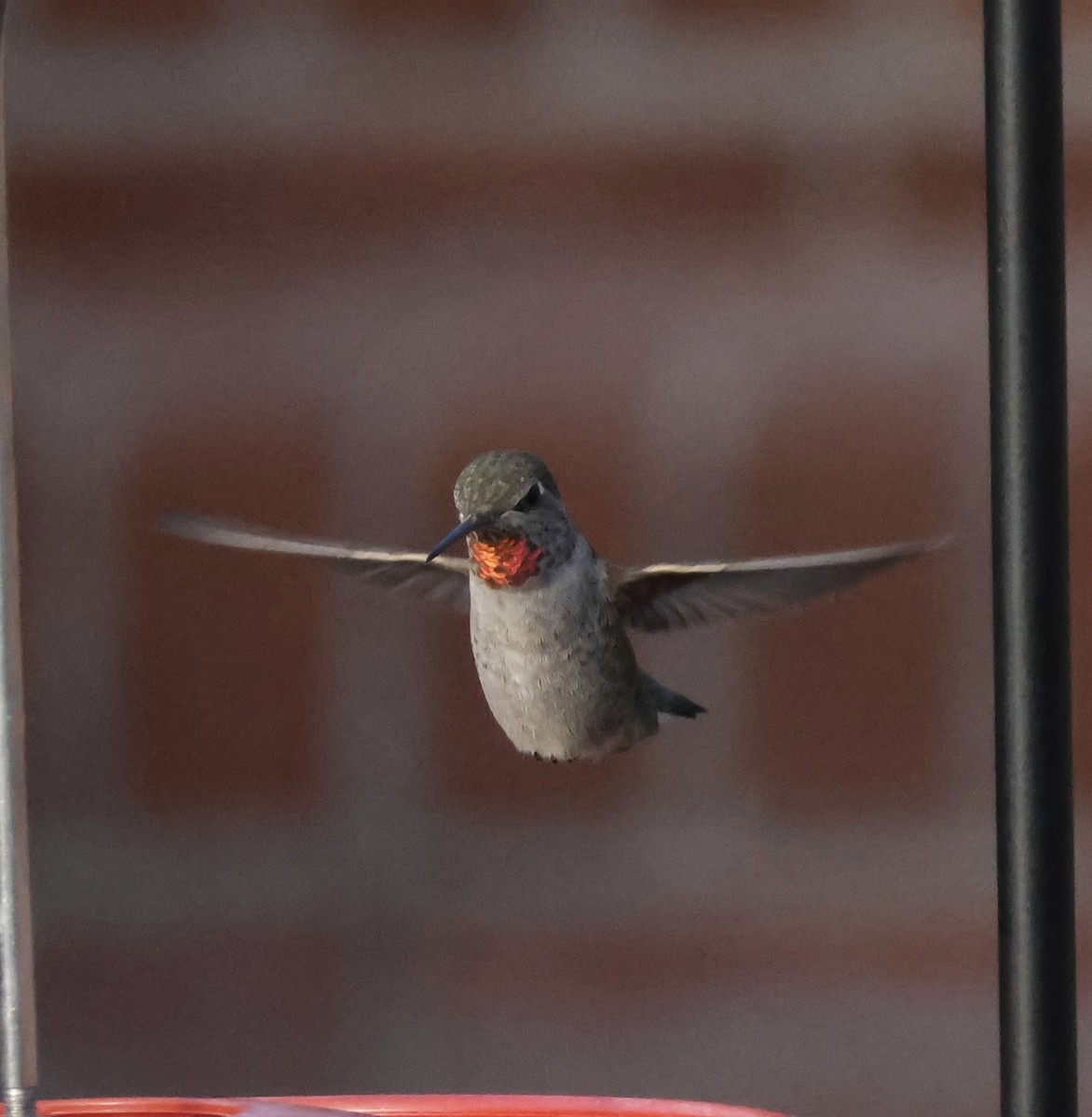 Broad-tailed Hummingbird - ML640987128